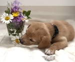 Puppy Pooh Bear Beagle-Shiba Inu Mix