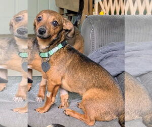 Chiweenie Dogs for adoption in Oakhurst, NJ, USA