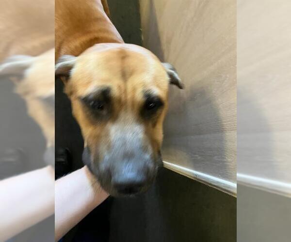 Medium Photo #1 Mastiff-Rhodesian Ridgeback Mix Puppy For Sale in Stockton, CA, USA