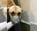 Small Mastiff-Rhodesian Ridgeback Mix