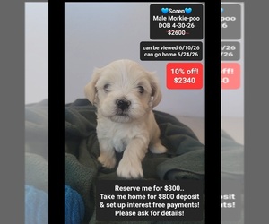 Morkie Poo (Toy) Puppy for sale in TUCSON, AZ, USA
