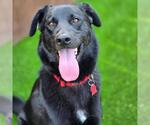Small #2 Labrador Retriever Mix