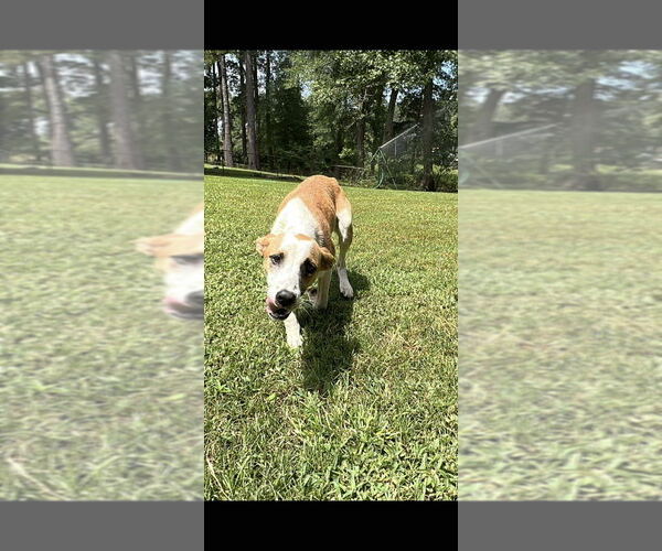 Medium Photo #1 Mutt Puppy For Sale in FRAMINGHAM, MA, USA