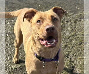 Labrador Retriever Mix Dog for Adoption in Sacramento, California USA