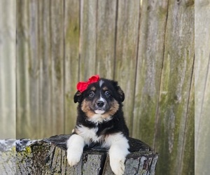 Australian Shepherd Puppy for sale in INDIANAPOLIS, IN, USA