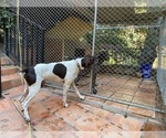Small Photo #1 German Shorthaired Pointer Puppy For Sale in HACIENDA HEIGHTS, CA, USA