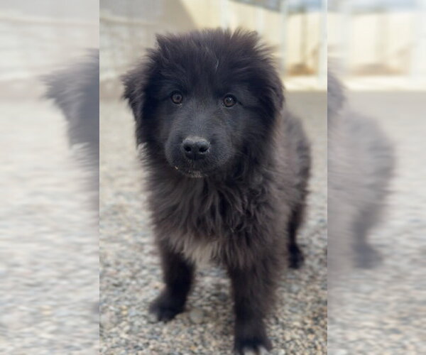 Medium Photo #1 Mutt Puppy For Sale in Bemidji, MN, USA