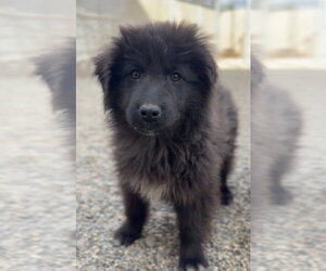 Mutt Dogs for adoption in Bemidji, MN, USA