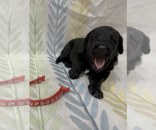 Medium Photo #18 Labradoodle Puppy For Sale in PRESCOTT VALLEY, AZ, USA