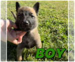 Small #7 Belgian Malinois