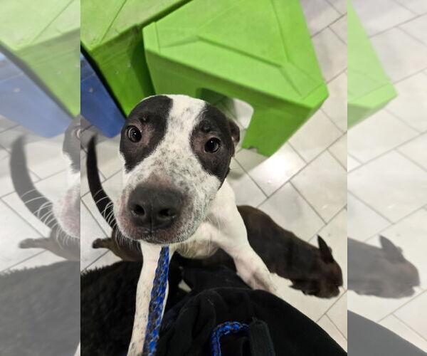 Medium Photo #2 Mutt Puppy For Sale in Plainfield, IL, USA