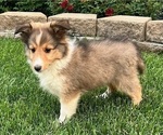 Small #1 Shetland Sheepdog