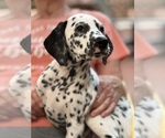 Puppy Puppy 2 Diana Dalmatian