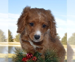 Small Photo #16 Cavapoo Puppy For Sale in CELINA, OH, USA