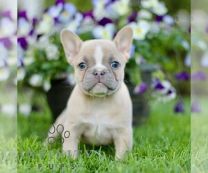French Bulldog Puppy for sale in RONKS, PA, USA