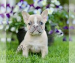 Small French Bulldog