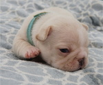 Small Photo #4 French Bulldog Puppy For Sale in HOBART, IN, USA