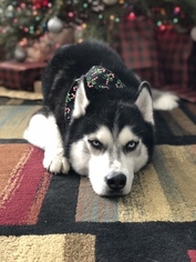 Father of the Siberian Husky puppies born on 01/25/2019