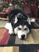 Small Photo #1 Siberian Husky Puppy For Sale in THORNTON, CO, USA