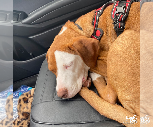 Medium Photo #7 American Foxhound-Pointer Mix Puppy For Sale in Washington, DC, USA