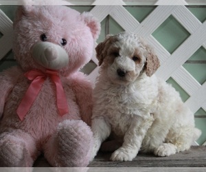 Poodle (Standard) Puppy for sale in FREDERICKSBURG, OH, USA