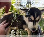 Puppy Tanzanite Siberian Husky