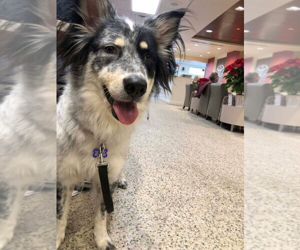 Medium Photo #2 Mutt Puppy For Sale in Oak Bluffs, MA, USA