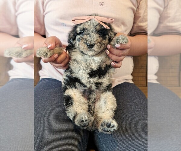 Medium Photo #27 Bernedoodle-Golden Mountain Dog Mix Puppy For Sale in DAVIS, CA, USA