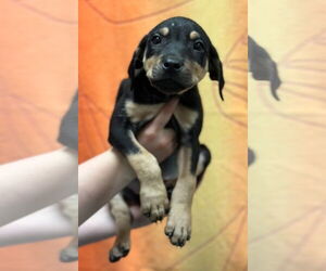 Plott Hound-Unknown Mix Dogs for adoption in Woodbury, NY, USA