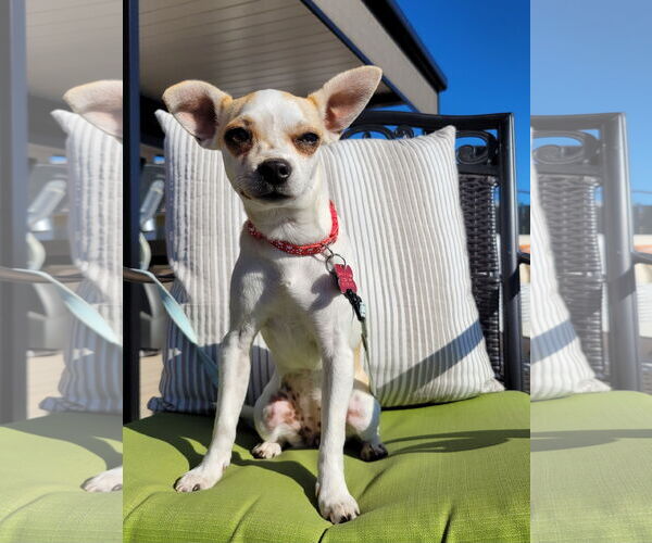 Medium Photo #1 Chihuahua Puppy For Sale in San Diego, CA, USA