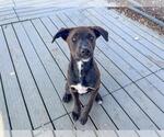 Small Australian Shepherd-German Shepherd Dog Mix