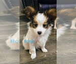 Puppy Banjo Papillon