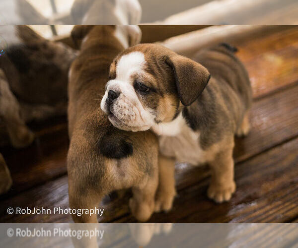 Medium Photo #9 Bulldog Puppy For Sale in STRAFFORD, MO, USA