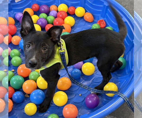 Medium Photo #3 Border Collie-Unknown Mix Puppy For Sale in Clarkston, MI, USA