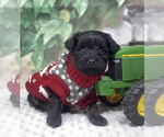 Small YorkiePoo