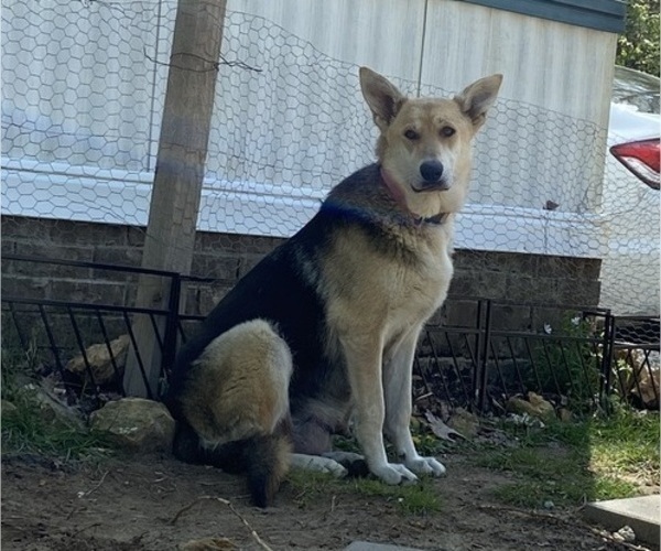 Medium Photo #1 German Shepherd Dog Puppy For Sale in PULASKI, TN, USA