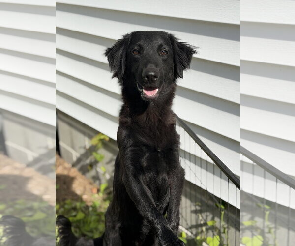 Medium Photo #1 Mutt Puppy For Sale in Virginia Beach, VA, USA