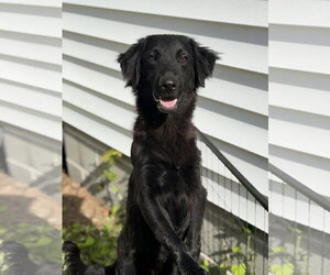 Mutt Dogs for adoption in Virginia Beach, VA, USA