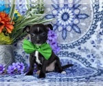 Small Photo #1 Chorkie Puppy For Sale in LANCASTER, PA, USA