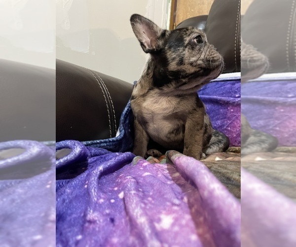 Medium Photo #6 French Bulldog Puppy For Sale in HOPE MILLS, NC, USA