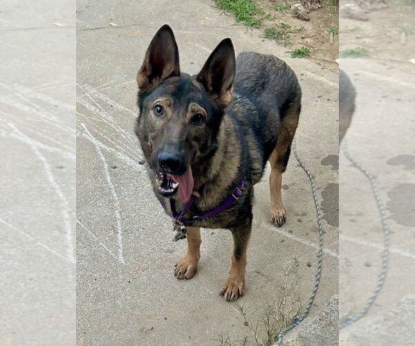 Medium Photo #5 German Shepherd Dog-Unknown Mix Puppy For Sale in Brewster, NY, USA