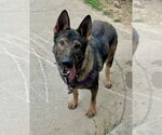 Small #4 German Shepherd Dog Mix