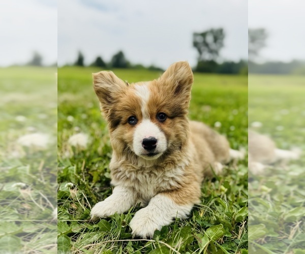 Medium Photo #5 American Corgi Puppy For Sale in DENVER, IA, USA