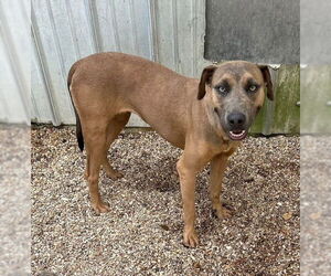 Mountain Cur-Unknown Mix Dogs for adoption in Oakhurst, NJ, USA