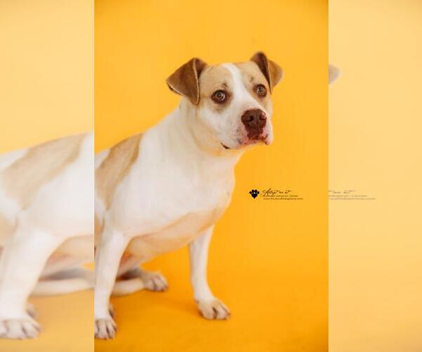 Medium Photo #13 Mutt Puppy For Sale in Rockwall, TX, USA