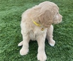 Small Photo #37 Goldendoodle Puppy For Sale in PHOENIX, AZ, USA