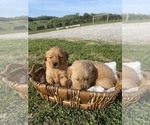 Small Photo #2 Golden Retriever Puppy For Sale in FRANKLIN, TN, USA