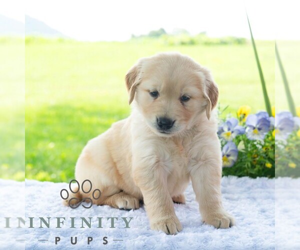 Medium Photo #3 Golden Retriever Puppy For Sale in NEWPORT, PA, USA