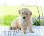 Small #2 Golden Retriever
