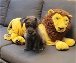 Puppy 2 Maltipoo (Miniature)-Poodle (Miniature) Mix